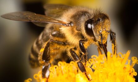 Bijenstand bij Bezoekerscentrum Leudal weer geopend