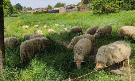 Gras maaien bij de beek