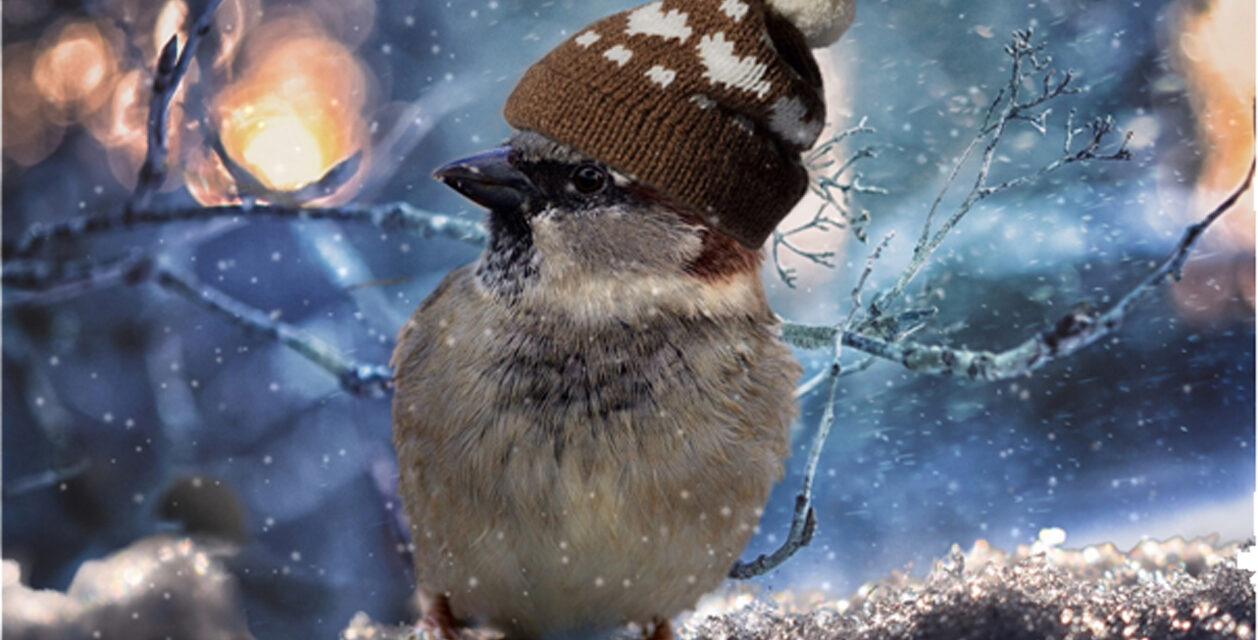 <strong>Help de vogels de winter door</strong>