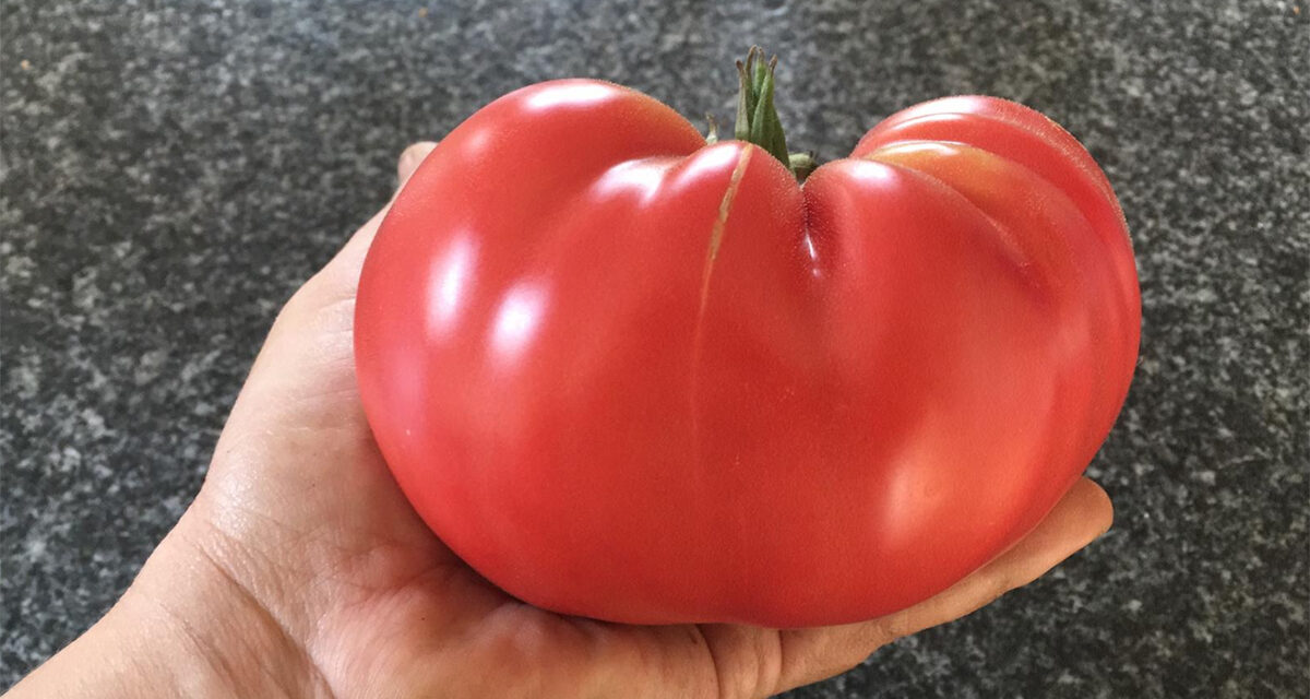 Tomatenproeverij in Ecologische Samentuin Velt Leudal
