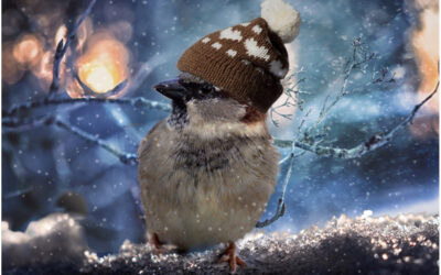 Help de vogels de winter door