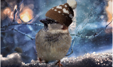 Help de vogels de winter door