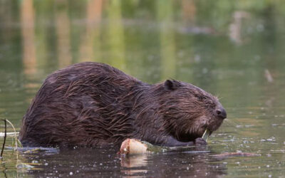 De bever, een succesverhaal!?