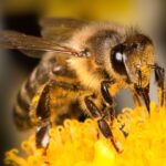 Bijenstand bij Bezoekerscentrum Leudal weer geopend