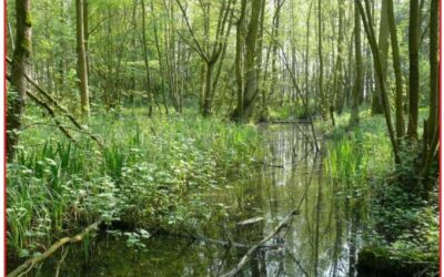Wandeling Leudal