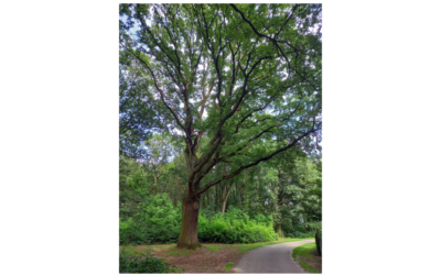 Fietstocht langs monumentale bomen
