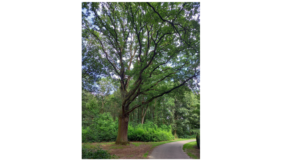 Fietstocht langs monumentale bomen