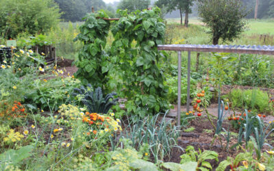 Open Dag in de Ecologische Samentuin
