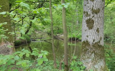 Wandeling Leudal