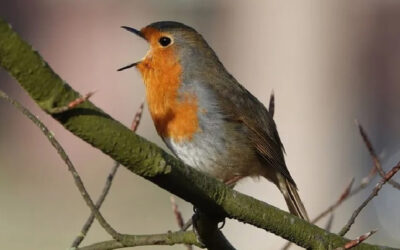 Elke vogel zingt zijn lied