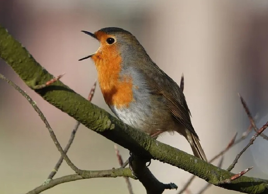 Elke vogel zingt zijn lied