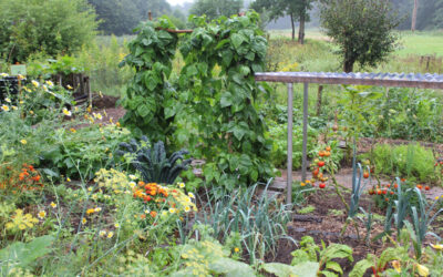 Open Dag in onze ecologische Samentuin