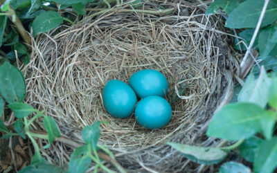 Vogelwandeling