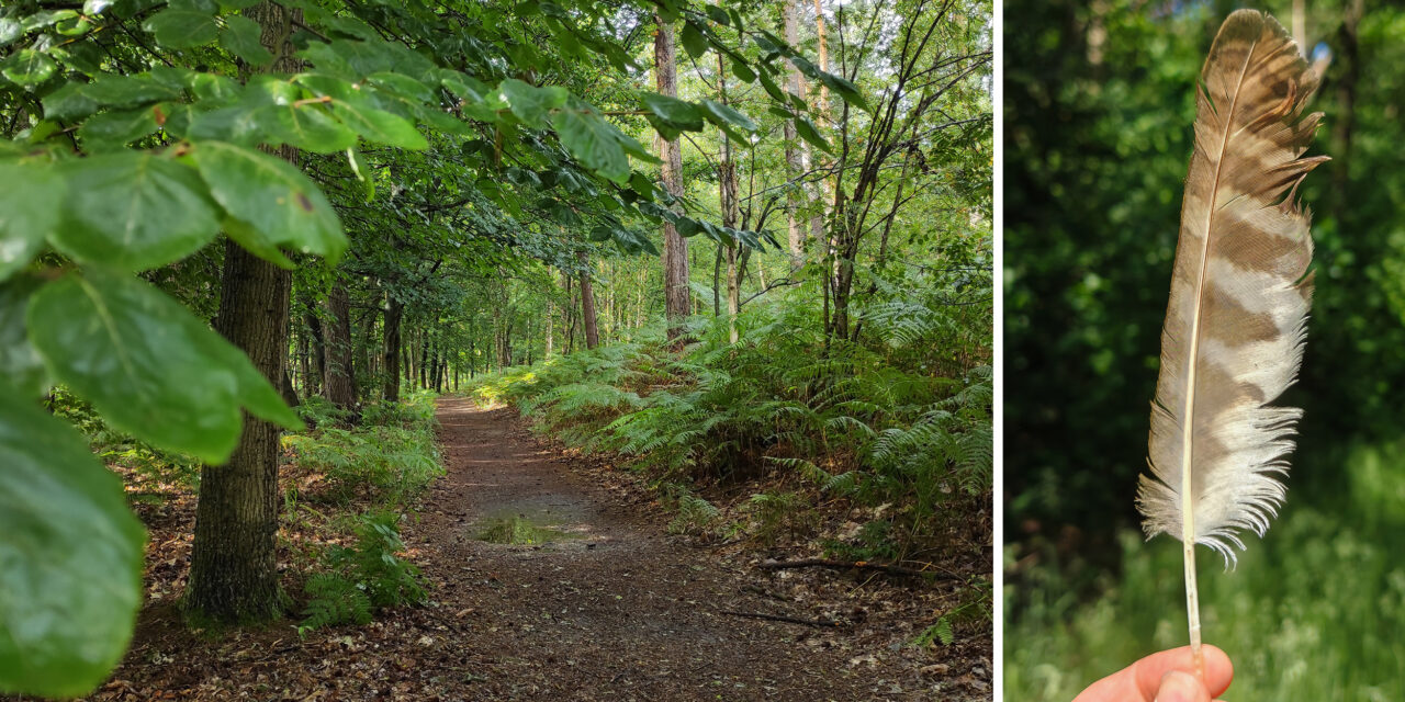 Lange wandeltocht vol natuurbeleving, voor doorstappers