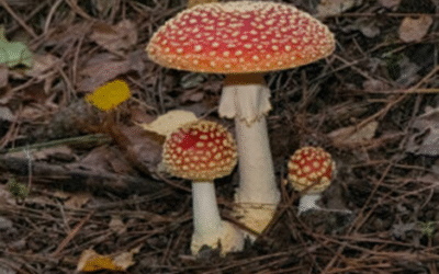 Lezing: Paddenstoelen in het Leudal, een boeiende ontdekkingstocht