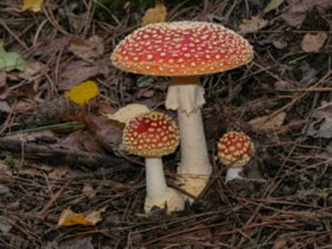Lezing: Paddenstoelen in het Leudal, een boeiende ontdekkingstocht