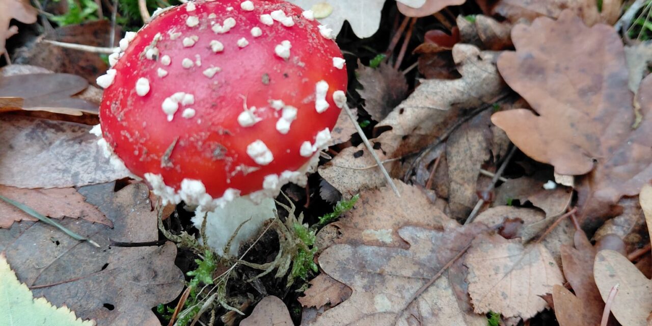 Stiltewandeling