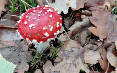 Stiltewandeling