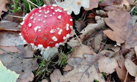 Stiltewandeling