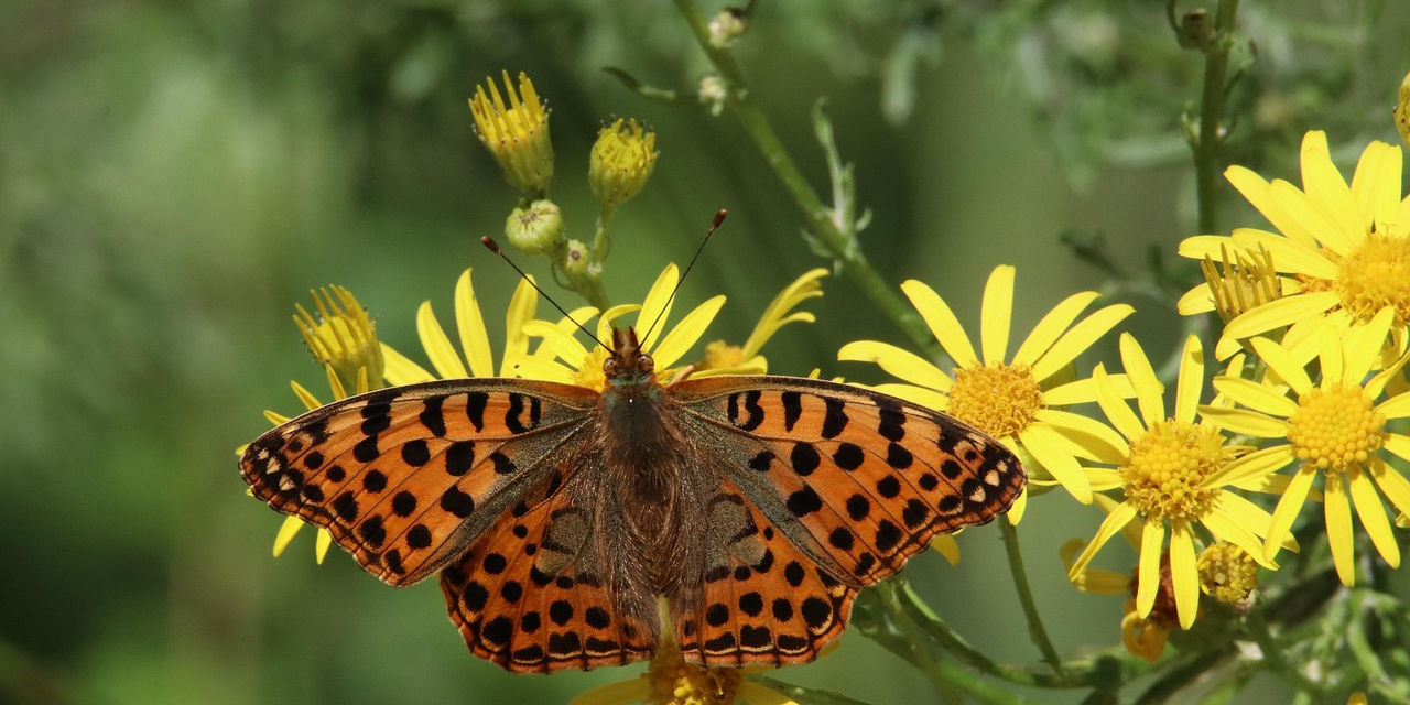 Lezing Stikstof en biodiversiteit