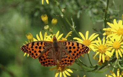 Lezing Stikstof en biodiversiteit
