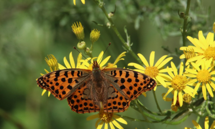 Lezing Stikstof en biodiversiteit