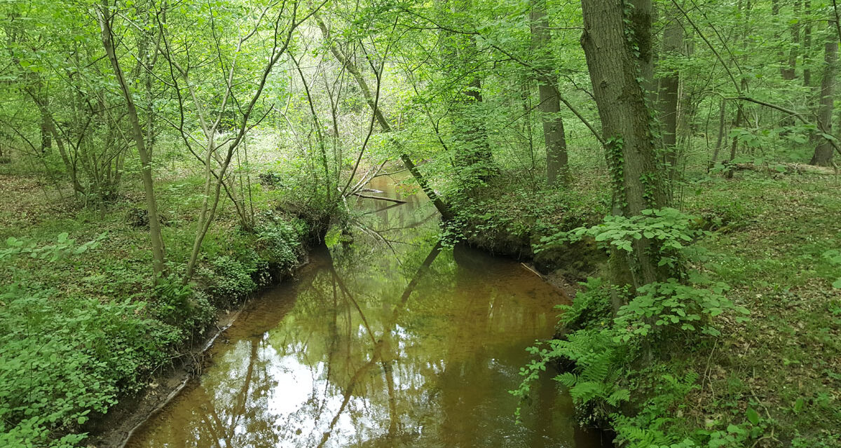 Beleef de lente