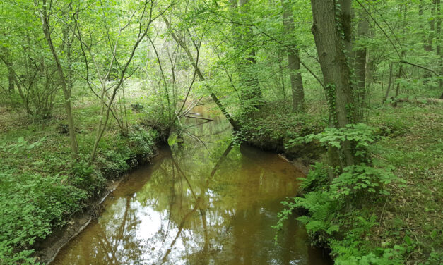 Beleef de lente