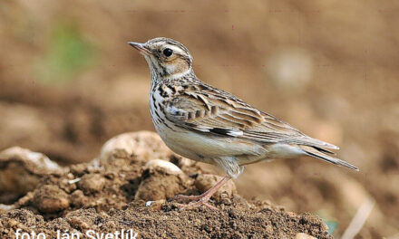 Vogelwandeling