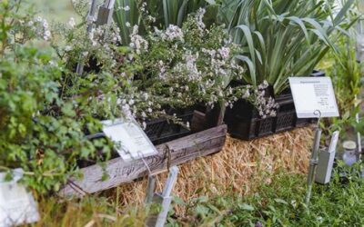 Bio plantenmarkt & 2ehands boekenmarkt