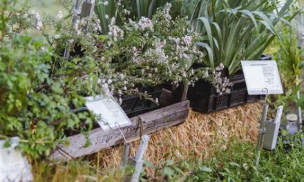 Bio plantenmarkt & 2ehands boekenmarkt