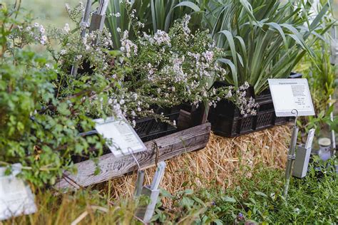 Bio plantenmarkt & 2ehands boekenmarkt