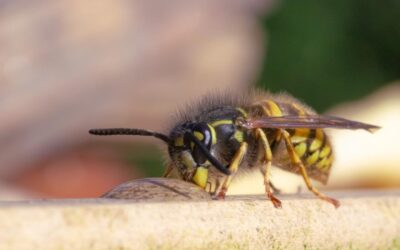 Onjuistheden bestuivers