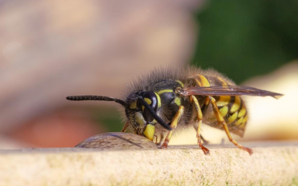 Onjuistheden bestuivers