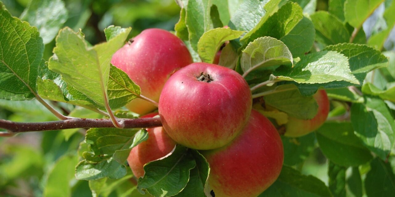 Productieve fruitboomgaard