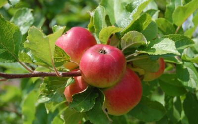 Productieve fruitboomgaard